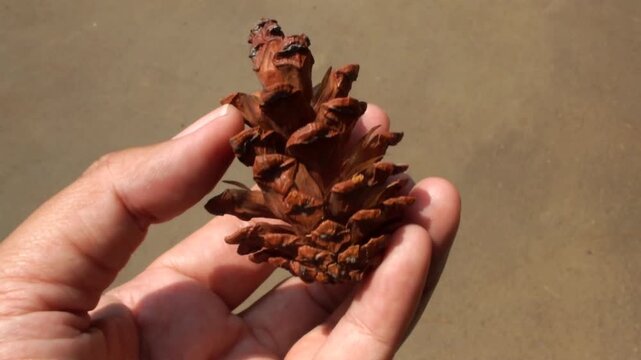 close up hand holding a dried pinecone on a day light. discover outdoor forest, with autumn season ambience