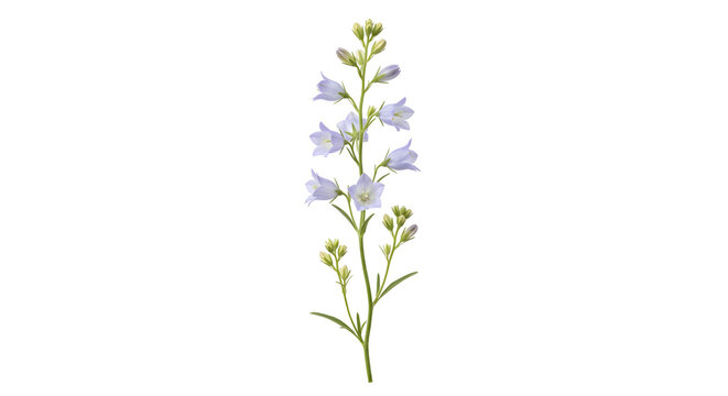 Tall stem of delicate blue bellflowers in bloom