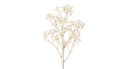 Dried white baby breath flower branch stem closeup © Pimpun