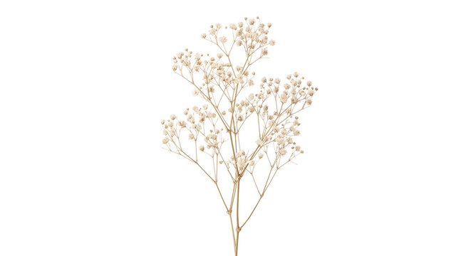 Dried white baby breath flower branch stem closeup