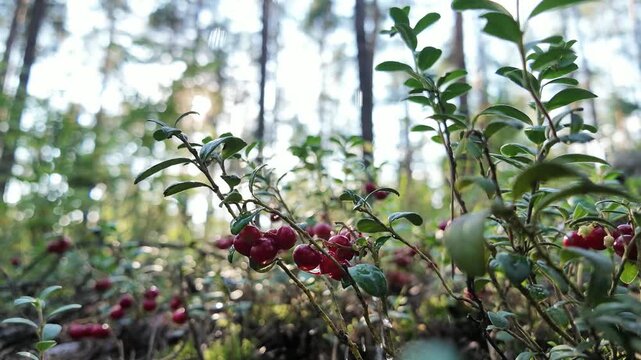 Water drops falling slowly on ripe lingonberries in the forest with sunlight, slow motion.