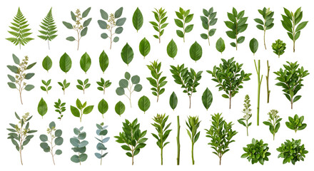 Comprehensive collection of green leaves eucalyptus and ferns © Pimpun