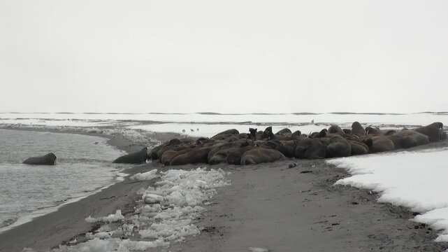 A grand gathering of Atlantic walruses, Odobenus rosmarus, finds repose on the frosty shores of Spitsbergen.