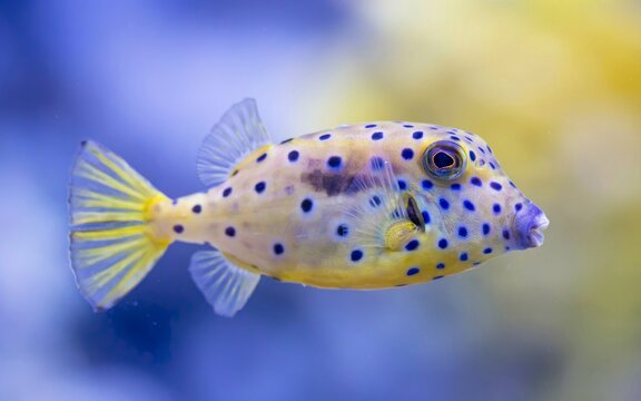 Yellow boxfish close up underwater scene, vivid spotted marine fish with geometric body shape, tropical reef wildlife detail, flat vector illustration
