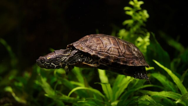 "Freshwater turtle with patterned shell swimming among green aquatic plants in natural pond habitat underwater scene, flat vector illustration"