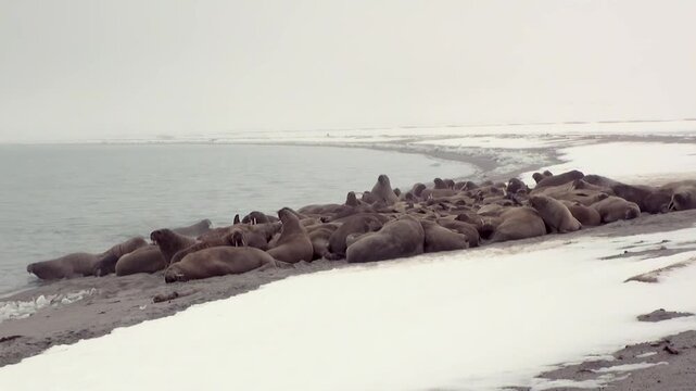 Majestic Atlantic walruses, Odobenus rosmarus rosmarus, huddle together for a tranquil rest along the snowy coastline of Spitsbergen.