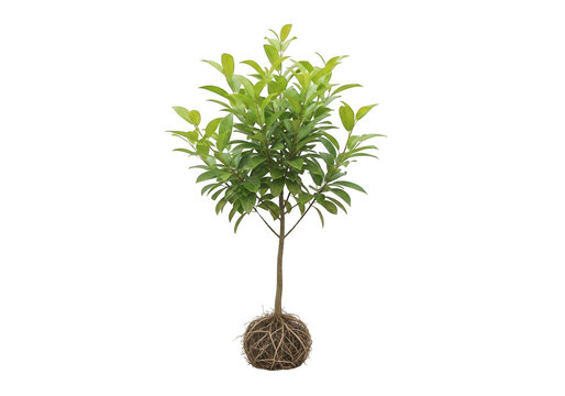 A small green tree sapling with visible roots and soil, isolated on a white background, representing nature, growth, and environmental care