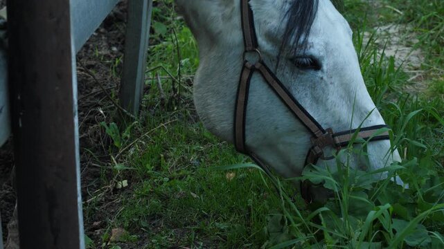 Close-up of a white horse's head wearing a halter as it grazes on fresh green grass near a fence. The animal peacefully eats outdoors on a farm during a summer day.
