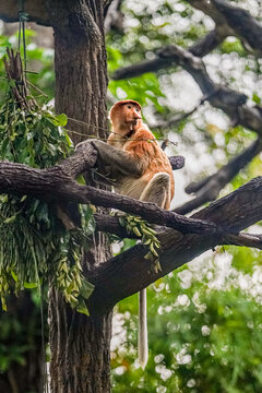Proboscis monkey sitting on a tree branch surrounded by lush tropical vegetation in a naturalistic environment.