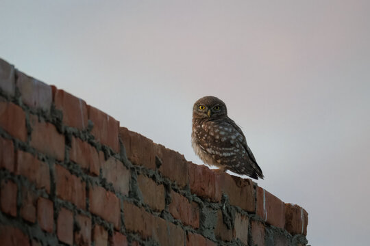 Wildlife shot of a juvenile little owl (Athene noctua) perched on a brick wall and looking directly at the camera lens on a summer evening. High-quality photography with copy space.	
