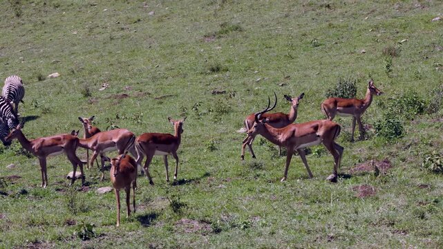 Impala and zebra herds gracefully graze the sun-drenched grasslands of Lake Nakuru, Kenya, a lively tableau of African wilderness under a clear sky.