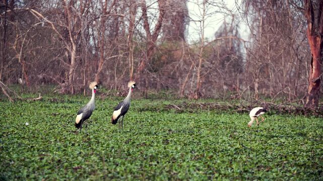 Marvel at the captivating mating dances of African Grey Crowned Cranes, Balearica Regulorum. These majestic birds engage in their timeless courtship display by Lake Nakuru, Kenya.