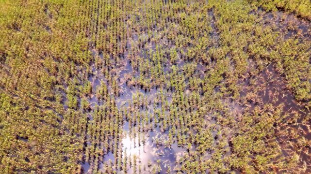 Aerial view of a corn crop flooded and damaged as a result of climate change.