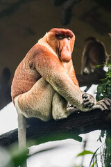 Proboscis monkey sitting calmly on a tree branch with tropical vegetation surrounding it. © Anastasia