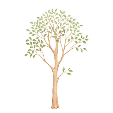Cute watercolor tall tree with green leaves, isolated illustration for your adorable design kids room, poster, mural, cover, background or wallpaper. Perfect print for cartoon design, nature symbol.