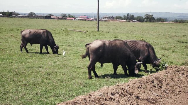 A tranquil moment unfolds as African Buffalo graze under the Kenyan sun, their sturdy forms moving across the rich landscape of Lake Nakuru, joined by a white egret.