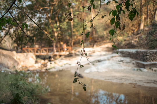 tranquil forest river with hanging branches and wooden bridge in tropical nature, peaceful jungle landscape with creek reflection and natural greenery in wilderness background