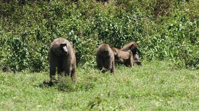 Majestic baboons roam and rest in the verdant plains of Lake Nakuru, Kenya. Sunlight illuminates their playful interactions and peaceful foraging amidst lush African wilderness.