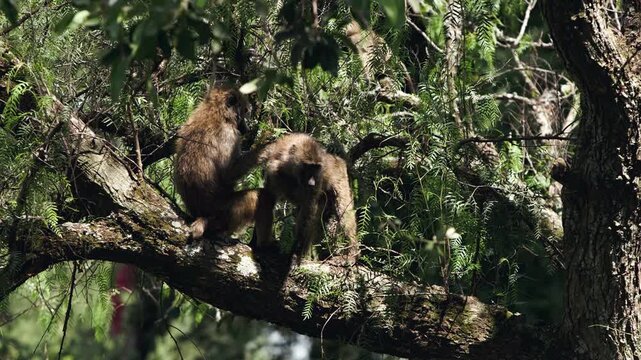 Observe two olive baboons engaging in tender mutual grooming high within a verdant tree canopy. This intimate moment unfolds under the bright sun at Lake Nakuru National Park in Kenya, Africa.