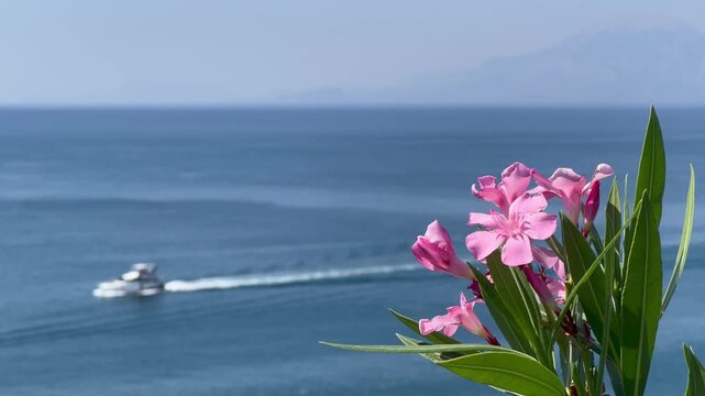 Nature view from the coast with a boat traveling in blue sea with oleander flowers	
