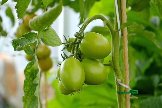 Cluster of green tomatoes, hanging on vine in greenhouse, growth and upcoming harvest. Fruiting of plant. Concept of agricultural plants, fresh produce, ripening fruit, and organic agriculture.