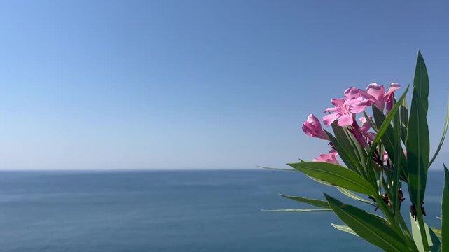 Sea scenery with oleander flowers by the coast
