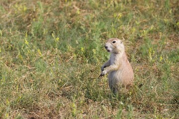 Un chien de prairie debout de profil © Manon