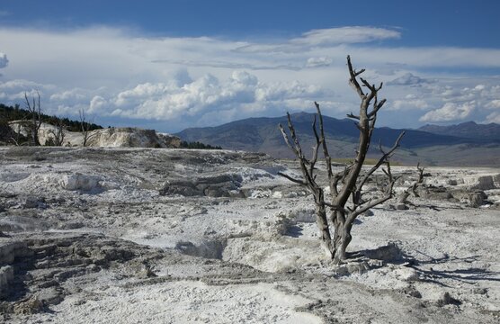 Nature hostile &agrave; Norris Geyser Basin - Yellowstone
