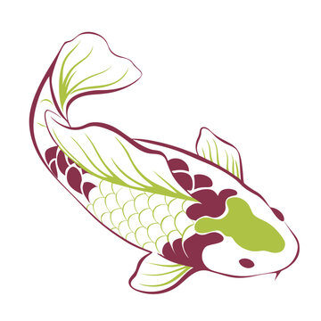 Koi fish isolated vector illustration