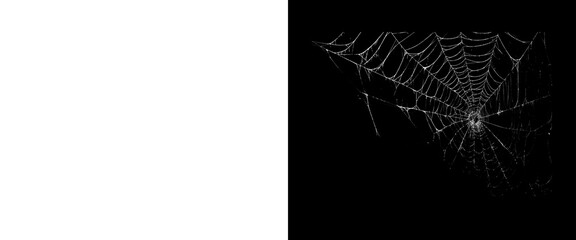 Spooky spider web on black background, eerie cobweb texture for Halloween designs, fragile spiderweb pattern © Creative Element