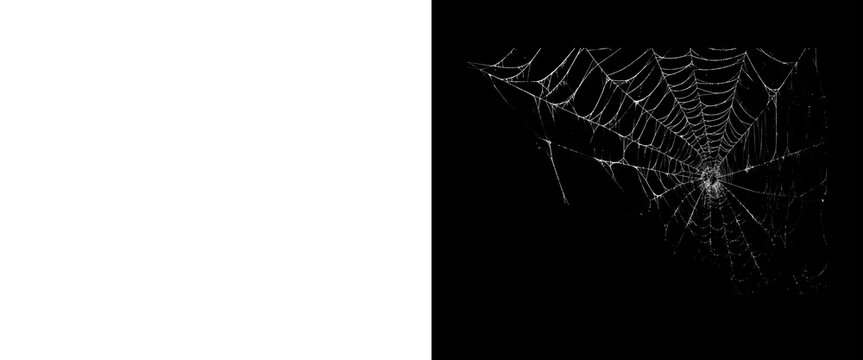 Spooky spider web on black background, eerie cobweb texture for Halloween designs, fragile spiderweb pattern