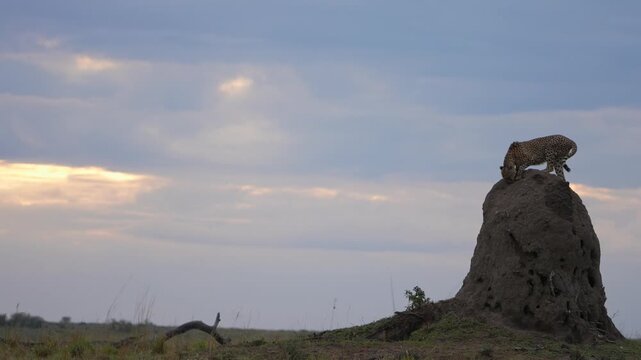 African Cheetah Sniffing the Air from a Termite Mound in Maasai Mara National Reserve Kenya