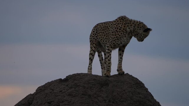Three African Cheetahs Stretching on a Termite Mound at Sunset in Maasai Mara National Reserve Kenya