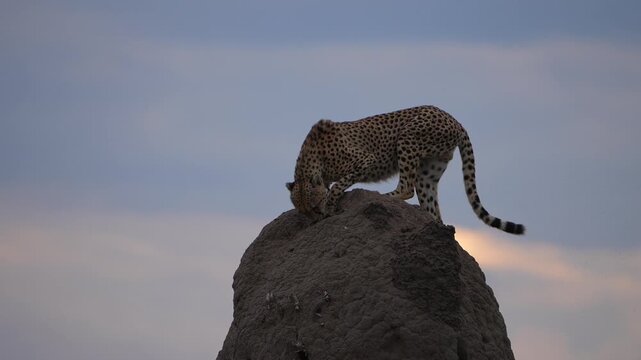 Wild African Cheetah Scent Marking and Investigating a Termite Mound Under Dramatic Skies