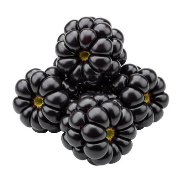 Four juicy blackberries clustered together isolated on transparent background