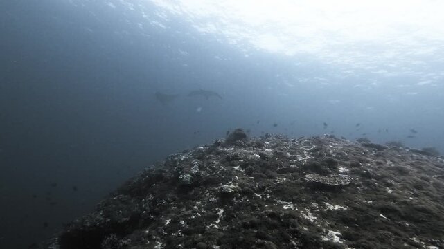 Two distant manta rays glide side by side through sunlit blue water over a reef slope, with small fish surrounding the wide underwater scene in the Maldives, Indian Ocean.