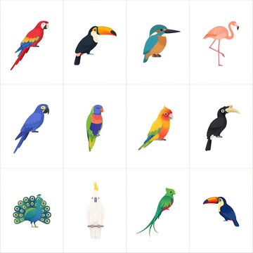 Collection of colorful tropical birds including parrots toucans and a flamingo in a flat vector style