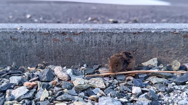 Wild vole (Microtus spp., Cricetidae) moves across roadside gravel beside a concrete curb, showing natural ground locomotion in an urban habitat, camera tracking.