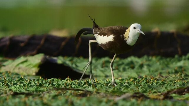 A wild pheasant-tailed jacana in breeding plumage walks carefully across dense green aquatic weeds An adult jacana bird uses its specialized lon