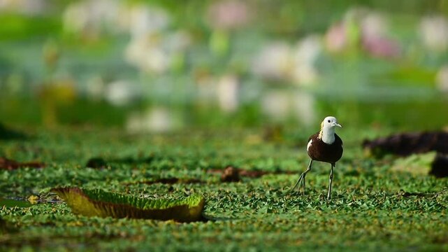A wild adult pheasant-tailed jacana forages on dense green pond weeds, set against a beautiful blurred background of blooming pink lotus flowers.