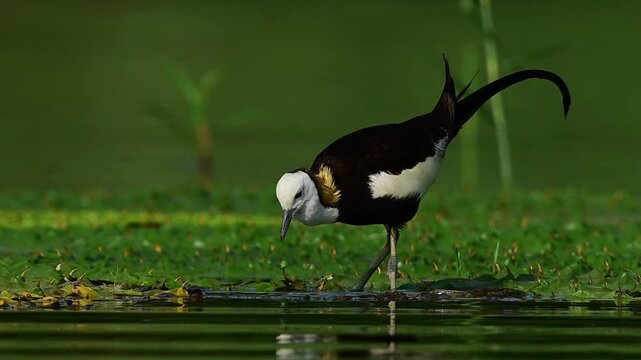 A wild pheasant-tailed jacana feeds on aquatic insects before walking out of the frame in a lush wetland.