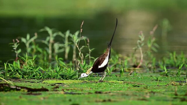 Wild waterbird footage focusing on a beautiful jacana bird stretching its neck to deliver a loud courtship call.