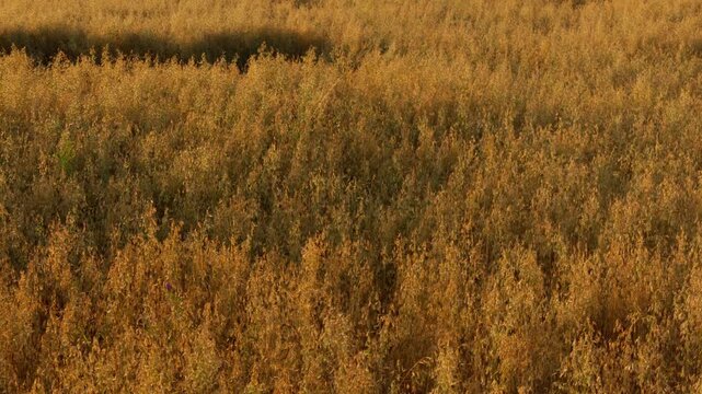High angle camera pan across ripe golden cereal field glowing under late afternoon sunshine in summer countryside, highlighting rich farmland harvest texture and calm rural mood.