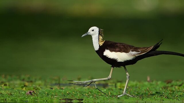 A beautiful waterbird steps cautiously over thick green duckweed in a peaceful marsh ecosystem.