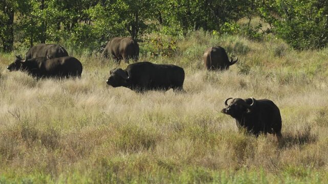 A herd of Cape buffalo grazes peacefully across the open grassland of Kruger National Park, South Africa.