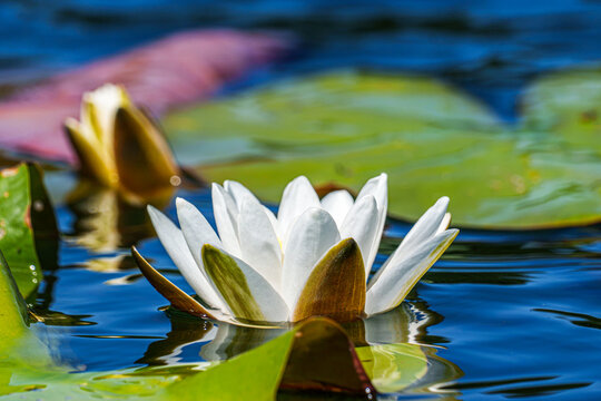 White water lily blooming on blue pond water, surrounded by green lily pads and reflected light, creating a colorful natural summer scene with shallow depth of field.