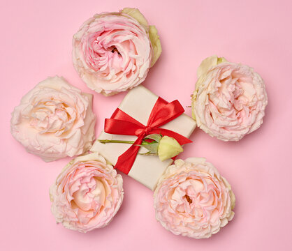 Gift box tied with a red ribbon and blooming pink roses on a pink background.