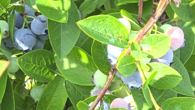 Blueberries growing on bushes in a farm during summer season