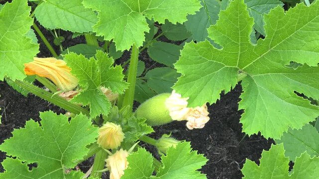 Growing squash plants in a garden during spring season with flowers and leaves