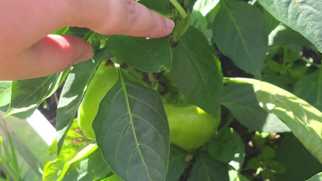 Harvesting green peppers in a home garden on a sunny day in summer